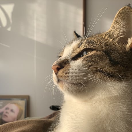 おキャットみんなで育てる券/猫のお手紙