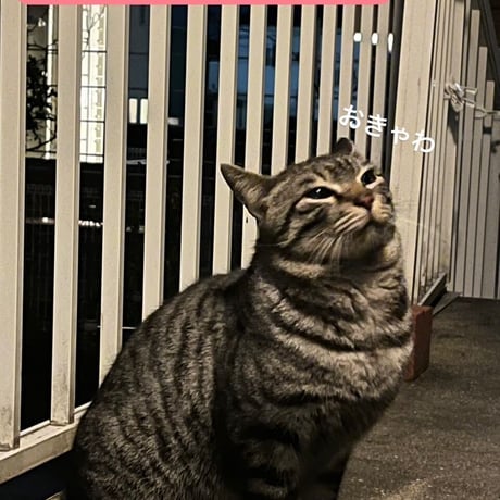 おキャットみんなで育てる券/猫のお手紙