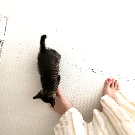 おキャットみんなで育てる券/猫のお手紙