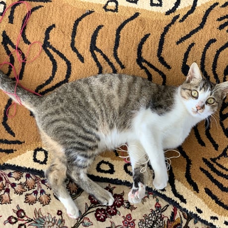 おキャットみんなで育てる券/猫のお手紙