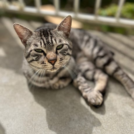 おキャットみんなで育てる券/猫のお手紙