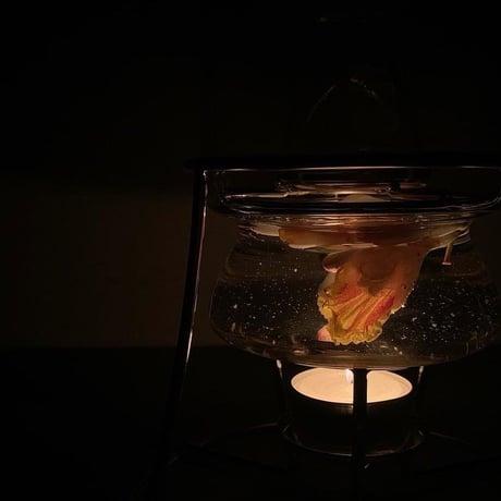 発酵の3.5.7日間基本テキスト/死後と常在菌・発酵と女性性