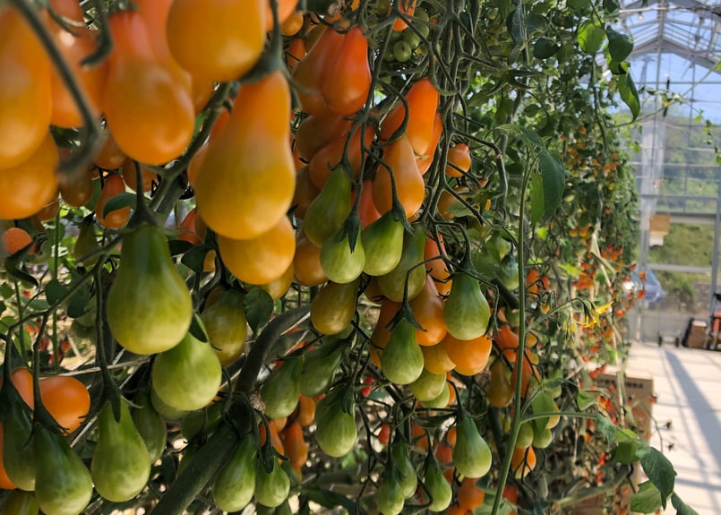 トマト♡様 リクエスト 6点 まとめ商品 トマト｜商品情報｜株式会社サラ