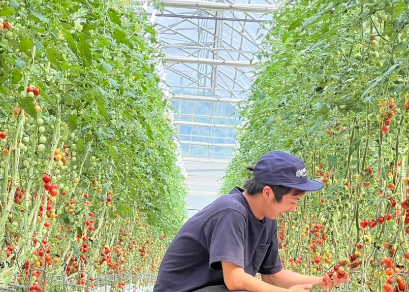 トマト様の専用ページ Amazon | Lezmarket トマトケージ 3個パック 庭