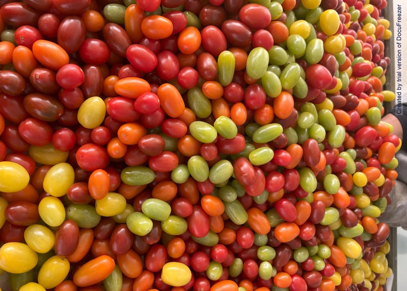 トマト様 リクエスト 3点 まとめ商品 過保護トマト 4P （350g/p）（12月～5月） | GREENARIUM STORE