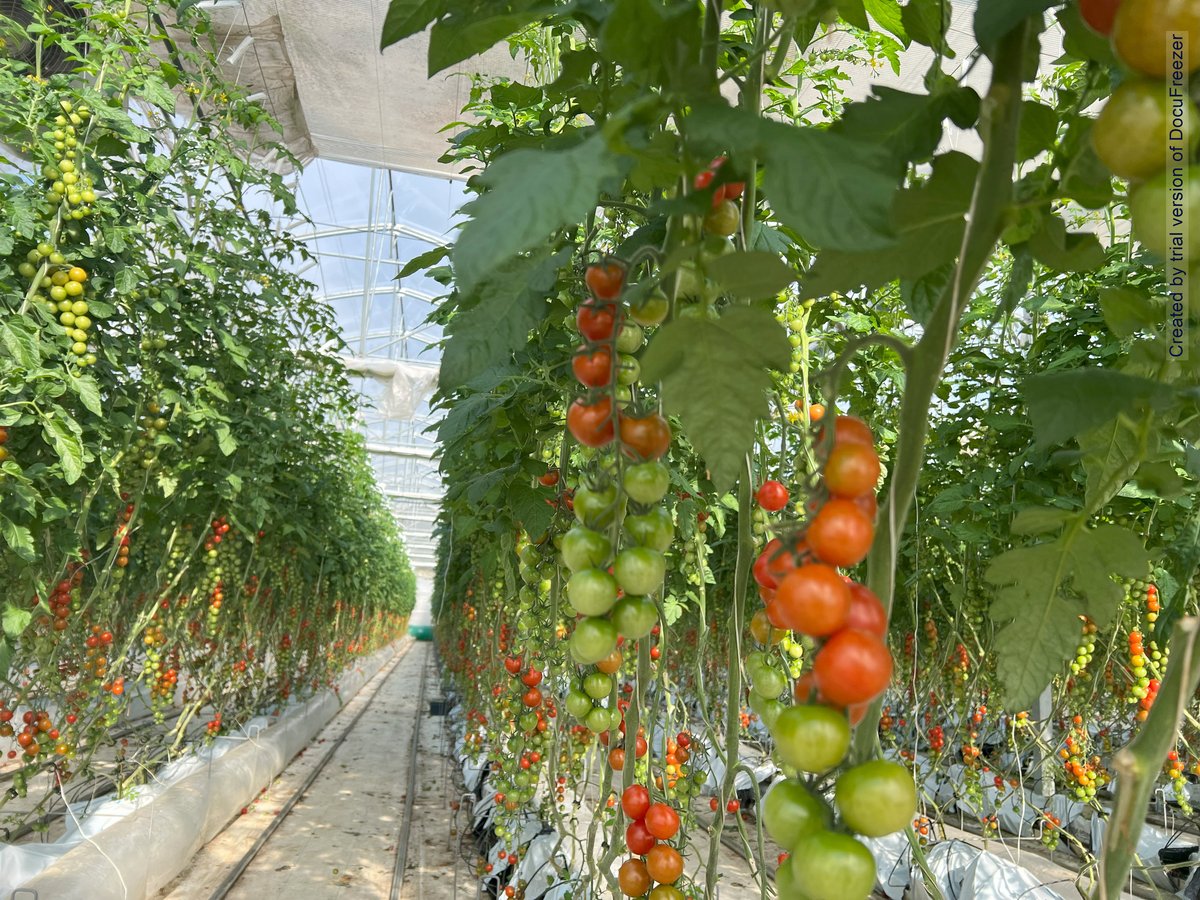 過保護トマト 4P （350g/p）（12月～5月） | GREENARIUM STORE