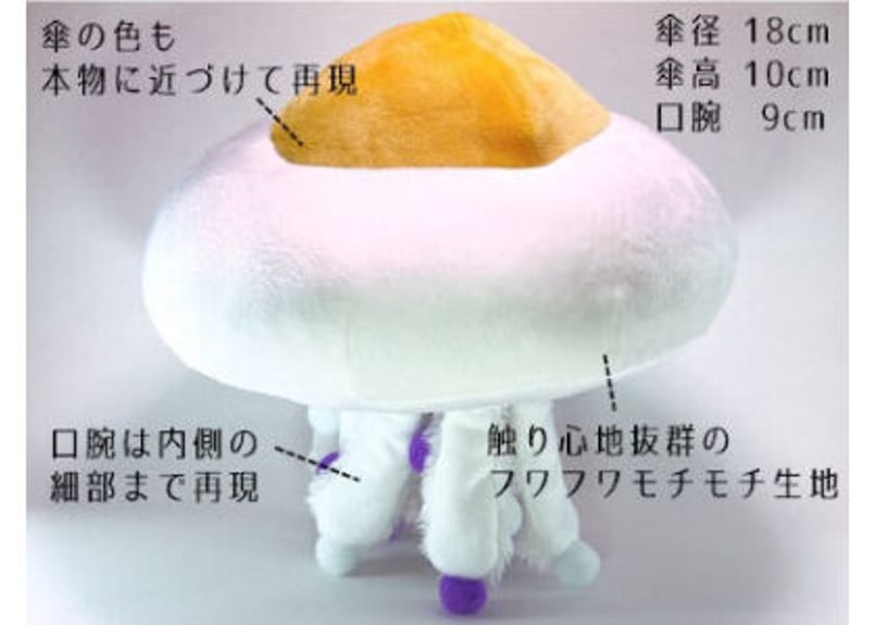 飼育員の暴走シリーズ 第1弾！】コティロリーザツベルクラータ