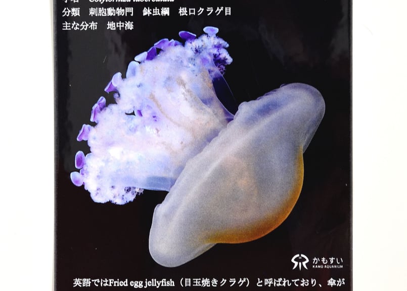 飼育員の暴走シリーズ第4弾！】解説版風 クラゲのステッカー | 海月