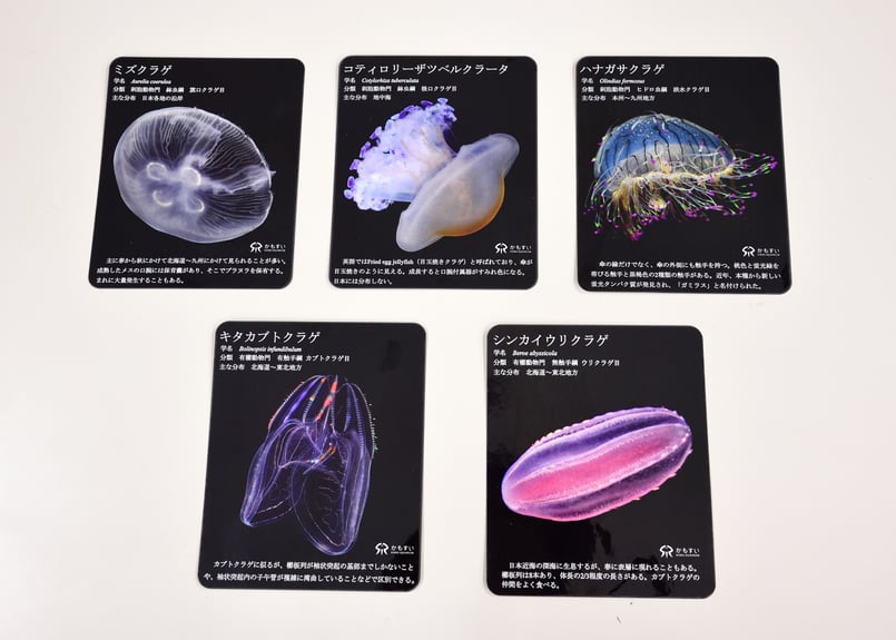 飼育員の暴走シリーズ第4弾！】解説版風 クラゲのステッカー | 海月