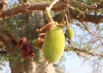 About Baobab