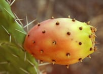 About Cactus