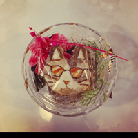 猫サラダ2種
