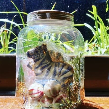 その他3種(グラサン猫とアジ/アジと花/シマウマとペンギン)