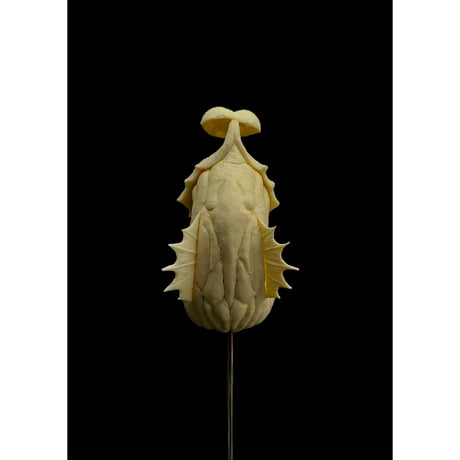 PITCHER BUG