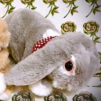 SNOWDROP.n&k  / 撫でられ待ちロップグレー