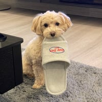 loop logo roomshoes