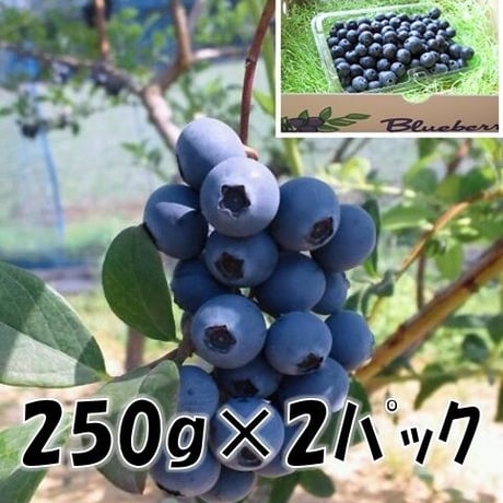 「お手頃５００ｇ」ブルーベリー
