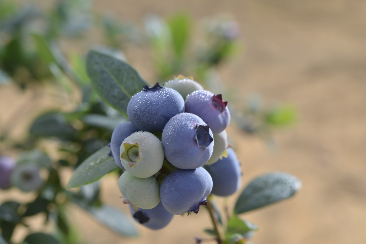 冷凍ブルーベリー・1㎏　Blueberryゆうふぁーむ