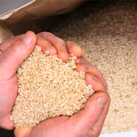 へんぺさんちのお米「こしひかり」　玄米