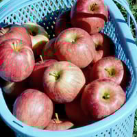 シナノドルチェ