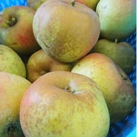 ベルド・ボスクープ