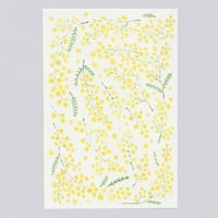 [Postcard] Mimosa season