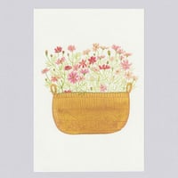 [Postcard] コスモス