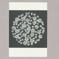 [Postcard] 桜
