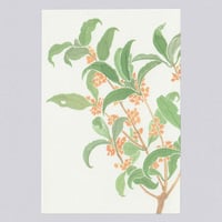 [Postcard] キンモクセイ