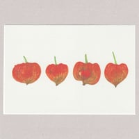 [Postcard] ほおづき