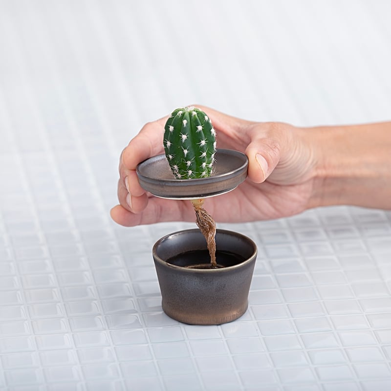 サボテン＋COPO ジェラート | SaiSui Blueplants