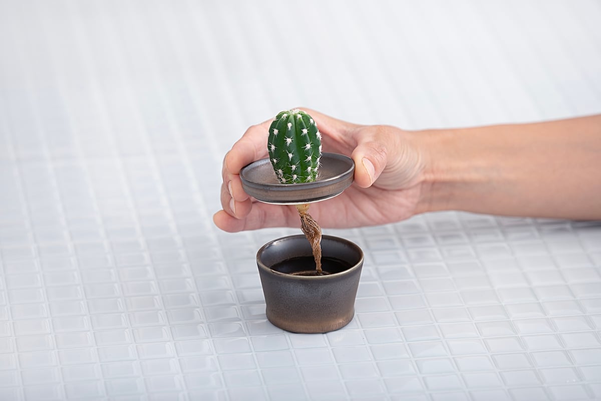 サボテン＋COPO ジェラート | SaiSui Blueplants