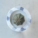 SaiSui  Blueplants