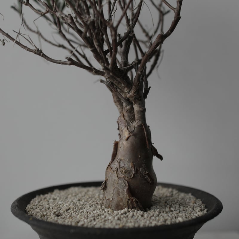 Othonna lobata×船串 篤司 | sou.