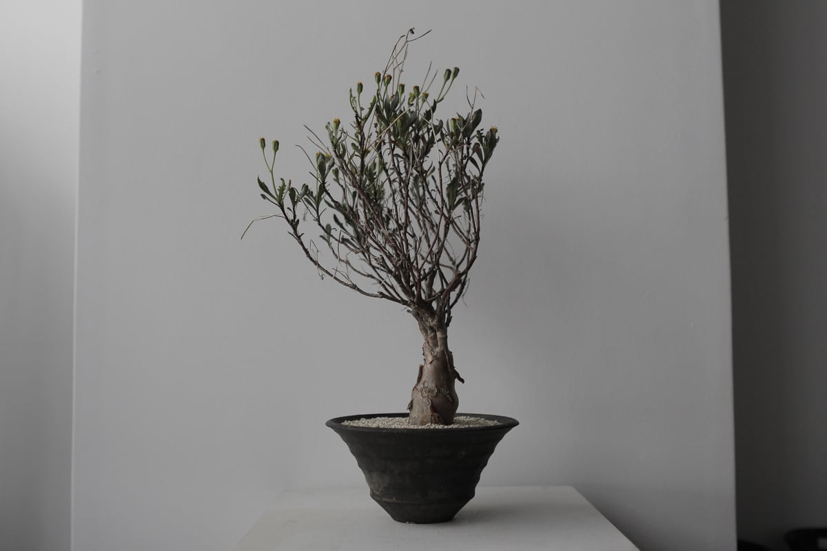 Othonna lobata×船串 篤司 | sou.