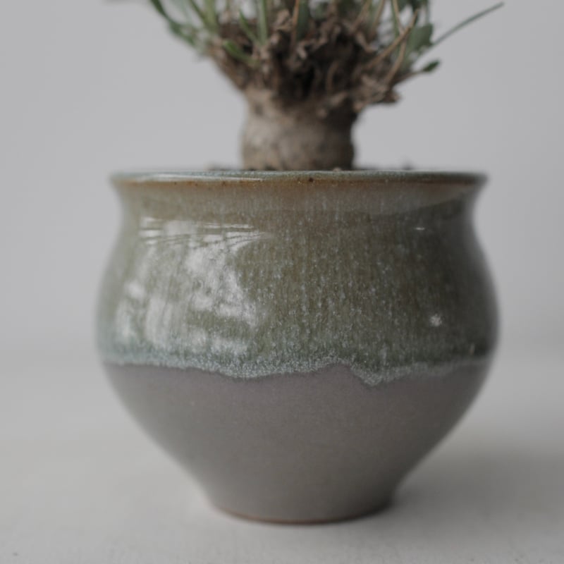 Othonna euphorbioides×steinkopf×中川 智治 | sou.