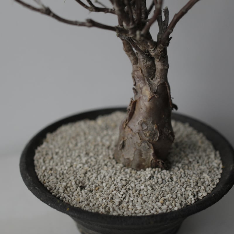 【コレクション株】 現地球 コミフォラ グイドッティ 活着済 船串篤司 作家鉢 コレクション株】 現地球 コミフォラ グイドッティ 活着済 船串篤司