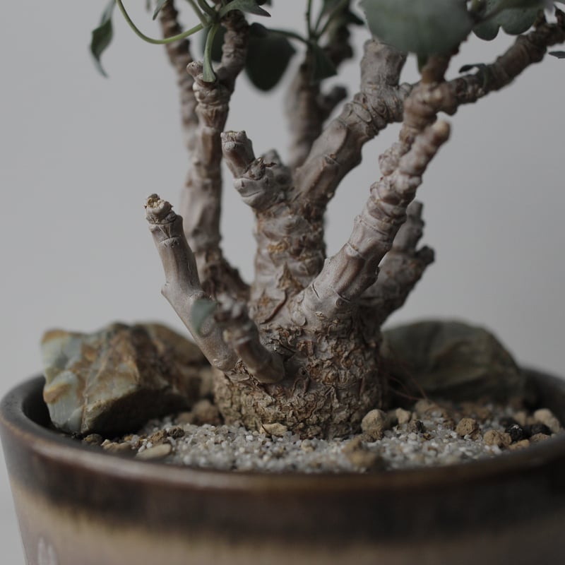 Othonna triplinervia×herrei ×中川 智治 | sou.