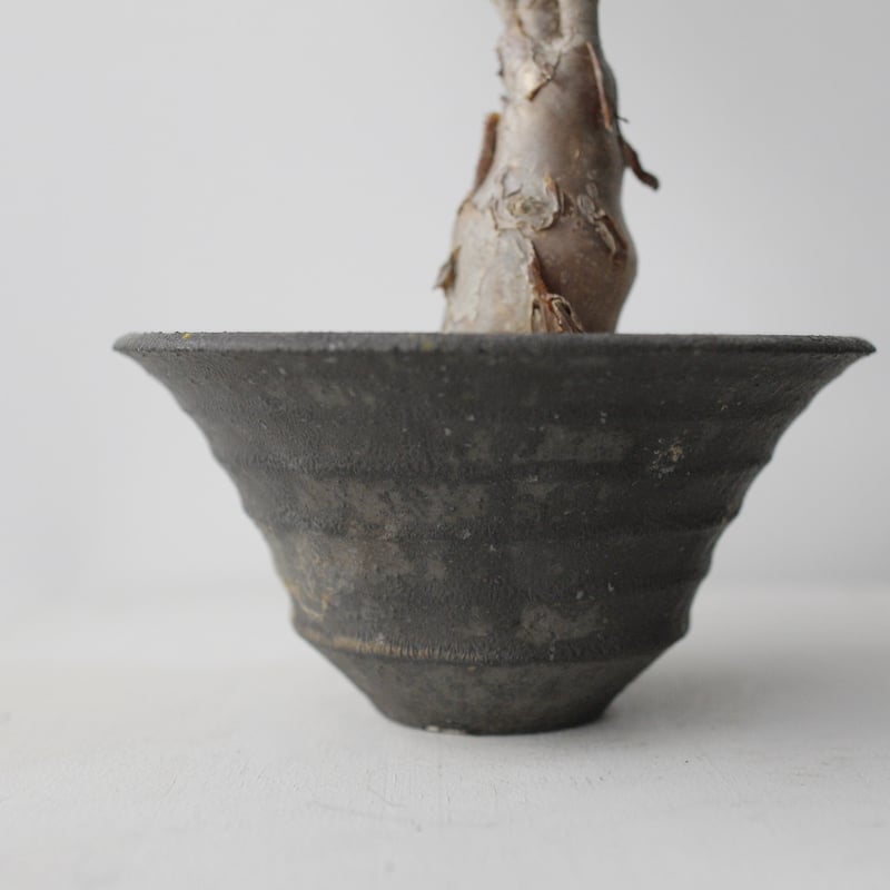 Othonna lobata×船串 篤司 | sou.