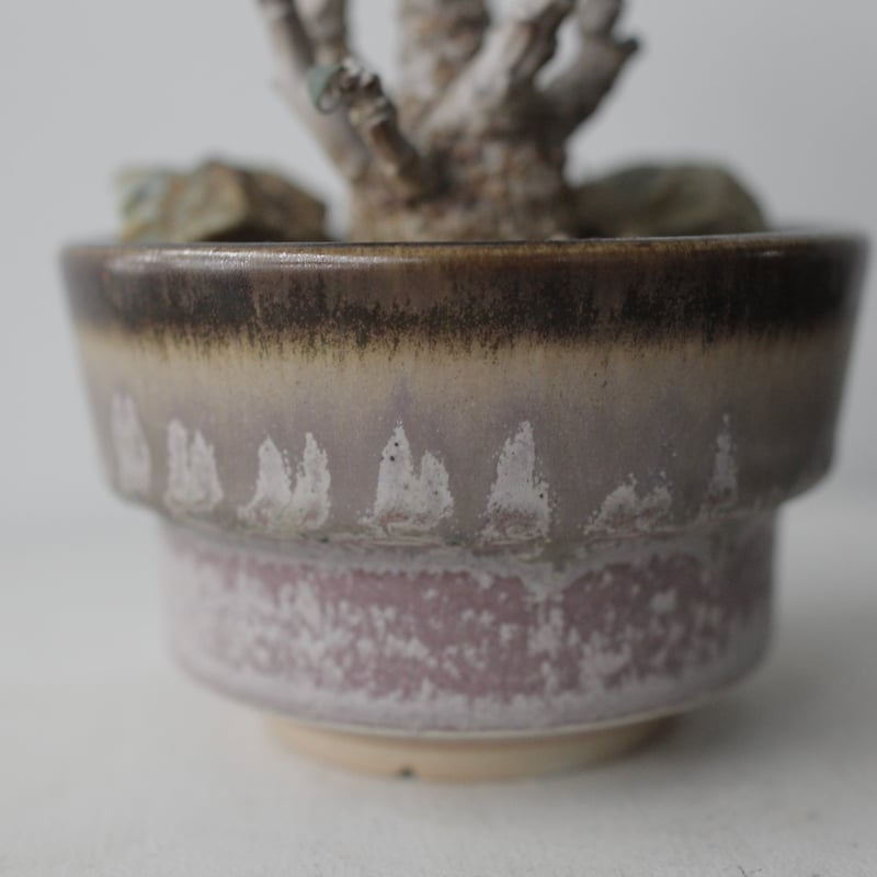 Othonna triplinervia×herrei ×中川 智治 | sou.