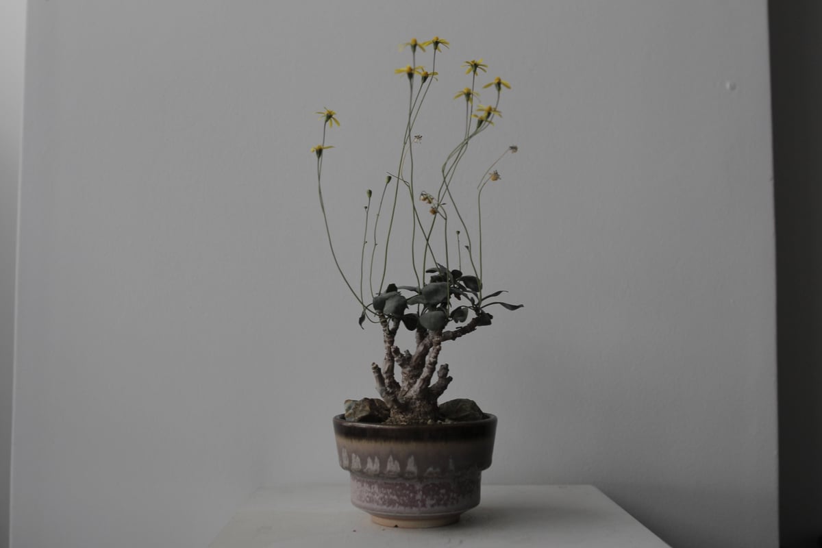 Othonna triplinervia×herrei ×中川 智治 | sou.