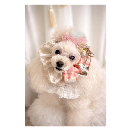 【ワンちゃん用・オシャレスヌード】