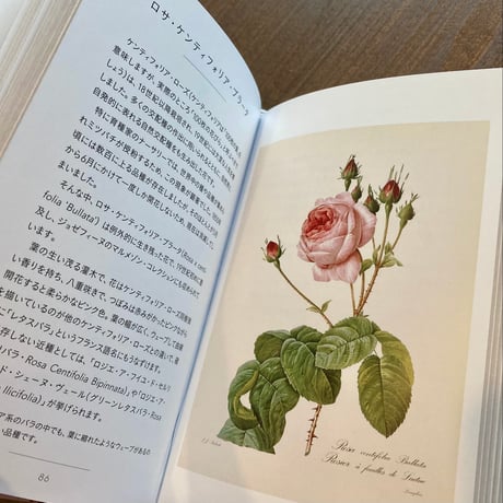 ちいさな手のひら事典 バラ