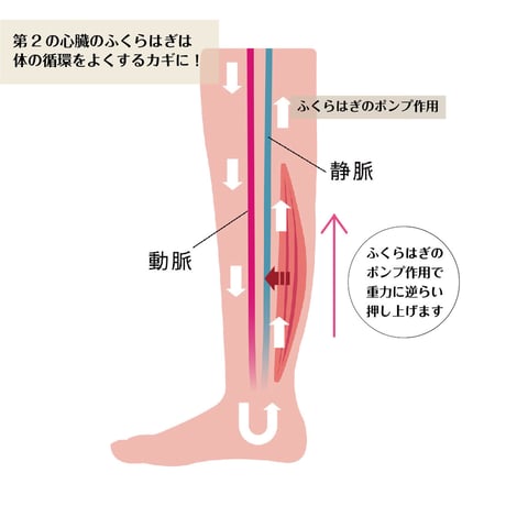 1日10分は履くだけ！美脚習慣☆LYKKEリュッケ アフターヒール（足指、足首、ふくらはぎ　ストレッチサンダル）スリッパ/ルームサンダル/小さめサンダル
