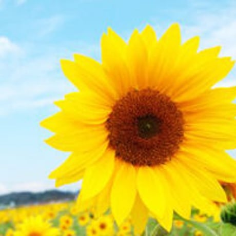 一切の加温処理をしない、ほんとうの非加熱・生ハチミツ☆ミャンマー産 百花生はちみつ /ひまわりはちみつ（非加熱）180g