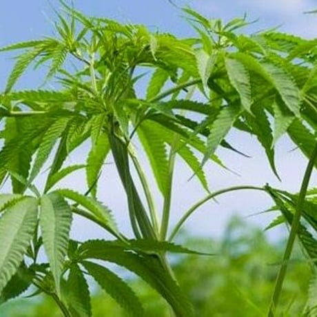 心身を浄化し崇高なエネルギーを注入する敷布 『大麻八芒星敷床（おおあさはちぼうせいしきどこ）』/シングル(約100cm×200cm)☆送料無料