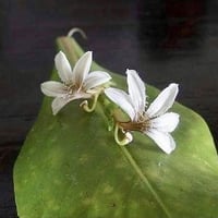 薬草大学#6【国際文化学・フィジーの薬草とセブセブ】@東京 渋谷
