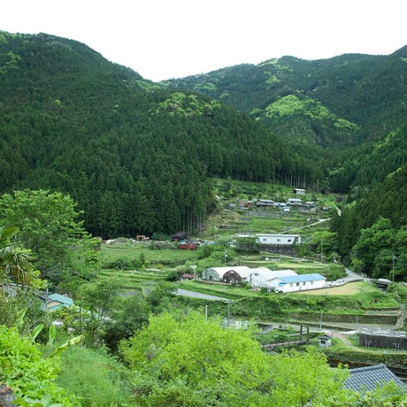 2019.08.24-25阿波番茶収穫＆仕込み体験＠徳島県上勝町