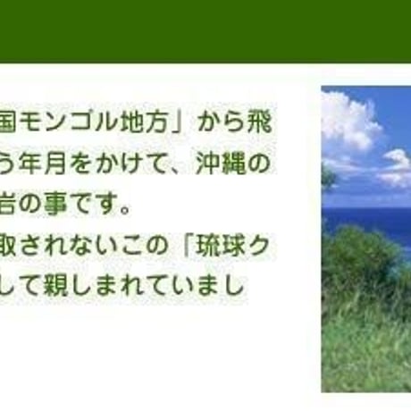沖縄クチャパック 100g【単品/5個セット】