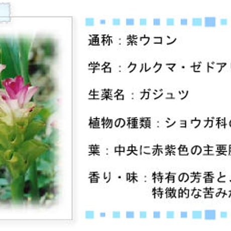 【訳ありSALE】やんばる紫ウコン粒タイプ 500粒【単品～10個セット】